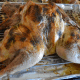 Roast at 325°F until the internal temperature of the thickest part of the breast is 165°F. At this point, the legs, thighs and wings will be perfect as well.