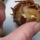 place second pecan piece on the face, next to the first pecan piece.