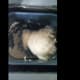 dough in bread machine