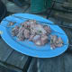 chicken on skewers