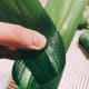 Shape the pandan leaves like a cone.