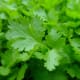 flat-leaf parsley