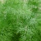 dill weed