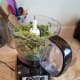 making-your-own-dried-parsley-at-home