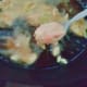 Step 2: Fry pakoras in the hot oil
