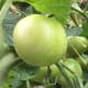 green-tomato-chutney