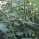 green-tomato-chutney