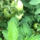 green-tomato-chutney