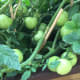 green-tomato-chutney