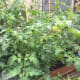 green-tomato-chutney