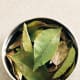 Curry leaves