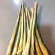 Lemongrass has a rich citrus smell that I really love.