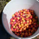 It's allowed to snack as you pick. The plums should be soft, juicy, and have a sweet burst followed by a puckery sensation. If they are hard or all tart, they are unripe.