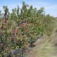 Wild plums will form thickets, if allowed to live without much interference. This cultivated row is on its way to being a thicket.