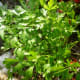 Italian parsley