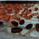 The tomatoes will start shriveling up.
