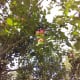 My apple tree was loaded!