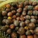 Plums washed and ready for processing.
