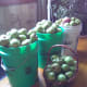 Picked apples await processing.