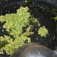 Step 3: Heat oil in a deep pan. Throw in the mustard seeds. Let them crackle. Add curry leaves and the ground ginger-garlic-green chili paste. Keep the heat medium-low.