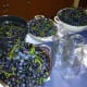 Grapes ready for the juicer.