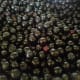 Aronia berries