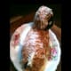 The mold is narrow, and suggests a recently shorn sheep, or a young lamb.
