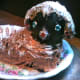 The leg definition will need to be suggested through frosting or other means, as they are present, but are tucked far under the body.