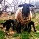 She frequently has large families, and sometimes she looks after other lambs besides.She is a patient but no-nonsense mommy.