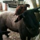Limo was a bright and curious lamb who was friendly to all other creatures except dogs. Chickens often kept their feet warm in her wool, riding on her back for hours.