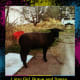 This Suffolk ewe stood up for herself and others from a young age, even charging coyotes who attempted to harm the flock.