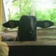 Limo was sociable and never shy. Here, she says through the bedroom window that it's time for feed and chin rubs.