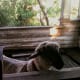Freckles was raised with people, and he was used to riding in the cab of a truck during his infancy. Later, he never accepted having to live outdoors.