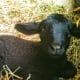 Her offspring are frequently handsome little devils who grow up to have either rust-colored or blue wool, like her.