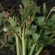 Celeriac