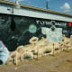 View of the mural