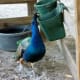 Animals outdoors