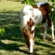 Animals outdoors