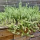 Herbs grown in backyard