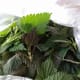 Raw nettles from my nature trail