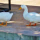 Friendly ducks