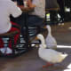 Always looking for handouts at Torchy's Tacos