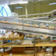 Pita bread coming down the conveyor belt