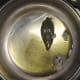 Heat oil in a cooker and add cloves, bay leaves, and star anise.