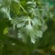 Cilantro