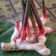 Galangal