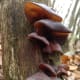 Cloud ear mushrooms
