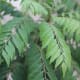Curry leaf