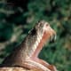 Red Diamond Rattlesnake