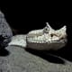 Sidewinder